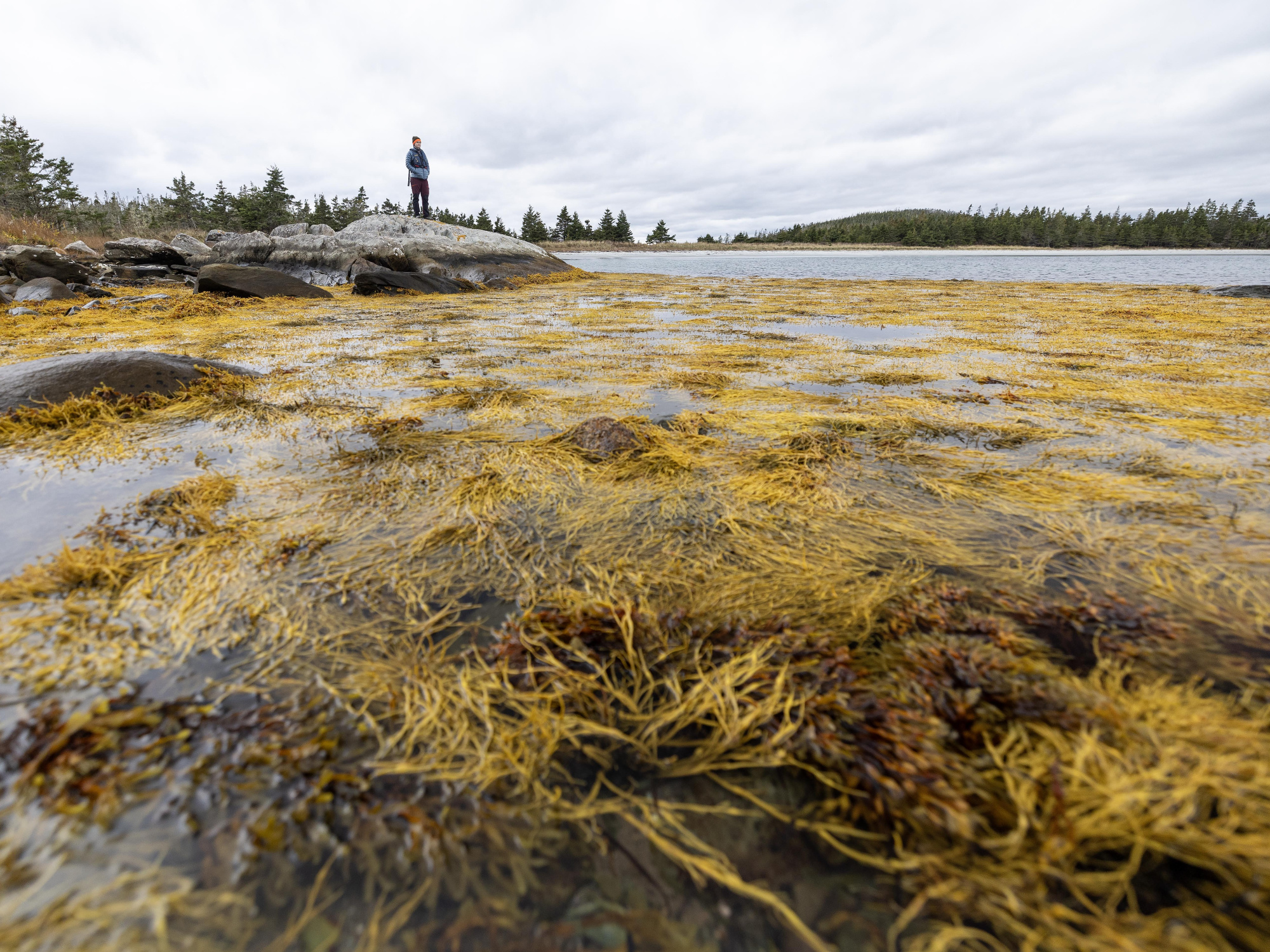 100 Wild Islands, NS