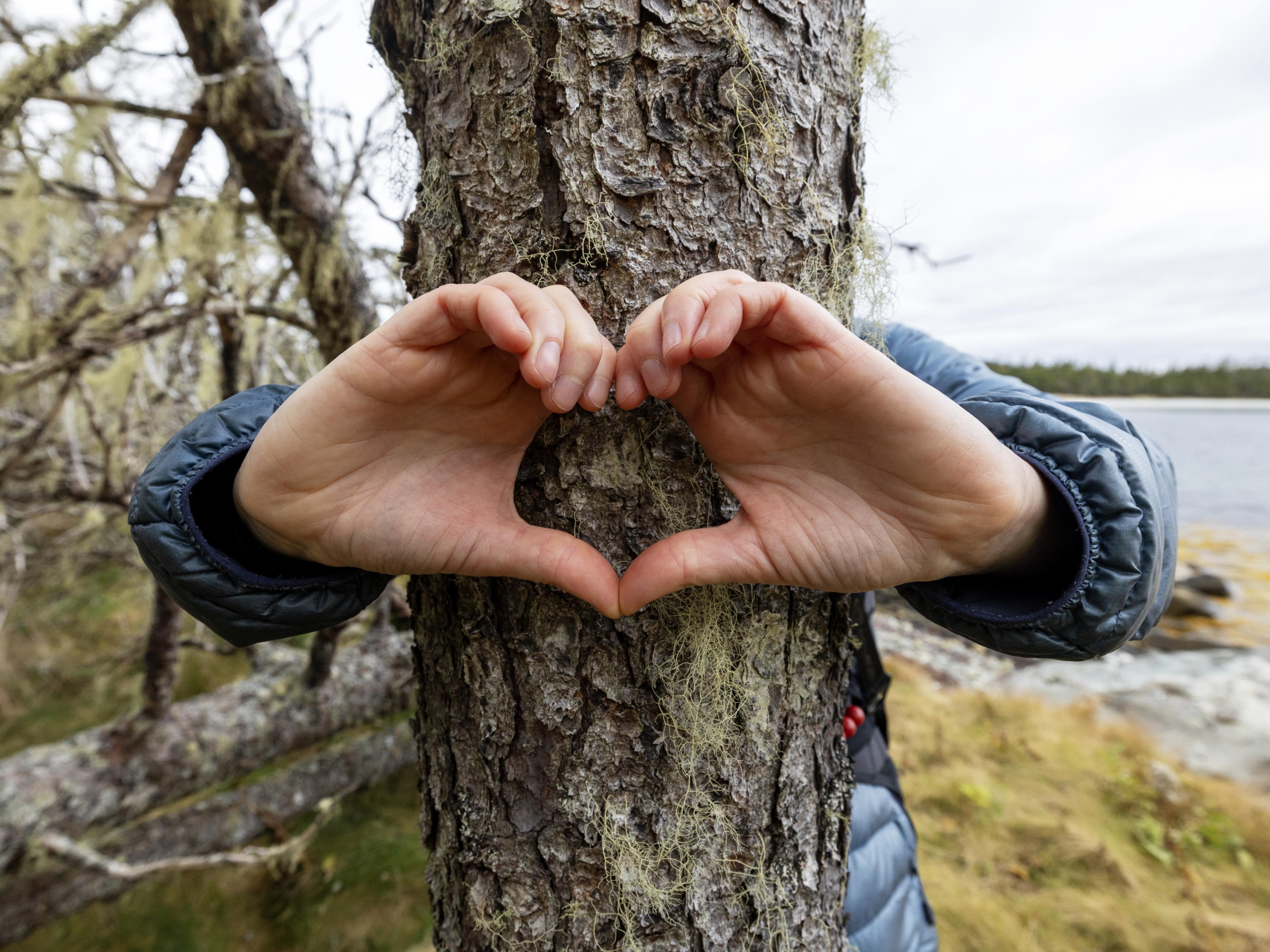 Hands forming a heart around a tree